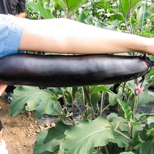 Баклажан Русский Размер F1 изображение 1 артикул 69860