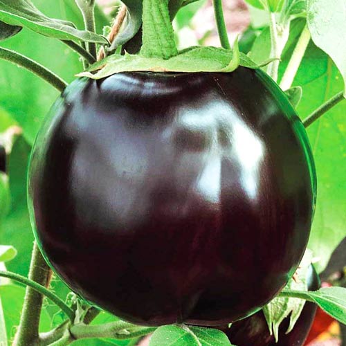 Баклажан Шаровидный изображение 1 артикул 71987