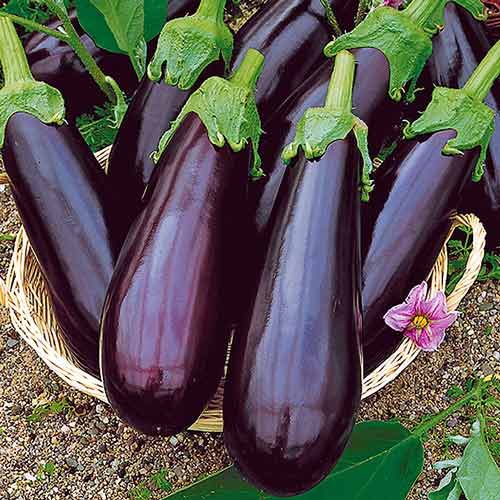 Баклажан Сибирский скороспелый изображение 1 артикул 71738