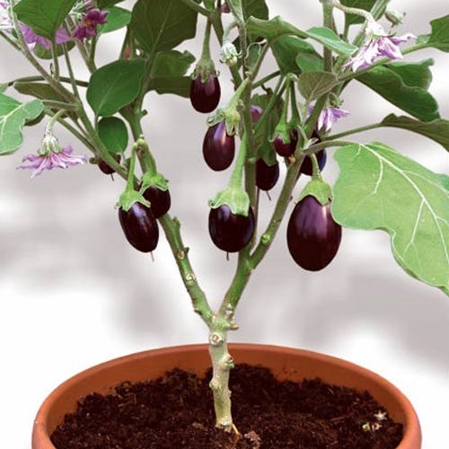 Баклажан Синдбад Блэк F1 изображение 1 артикул 74016