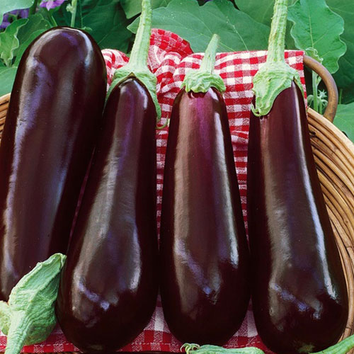 Баклажан Суклейский Уральский дачник изображение 1 артикул 83114