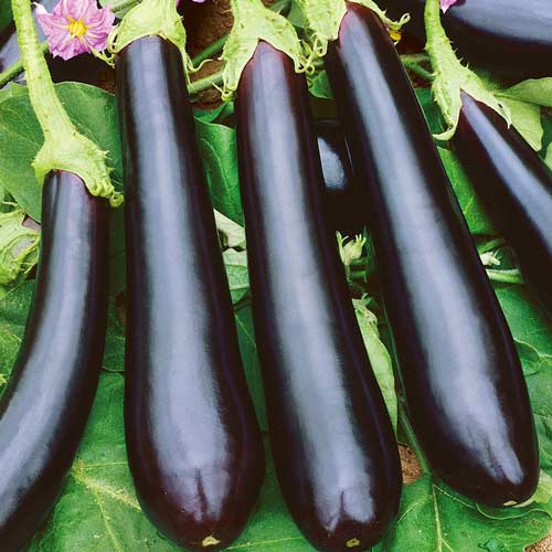 Баклажан Уральский экспресс Уральский дачник изображение 1 артикул 78405