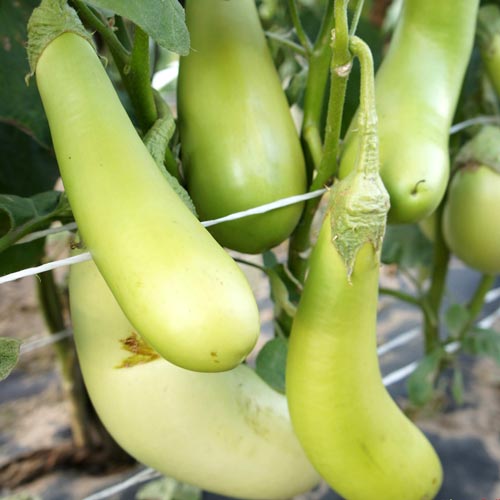 Баклажан Зелененький F1, семена изображение 1 артикул 65322