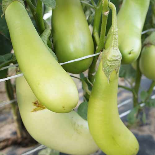 Баклажан Зелененький F1 Русский огород НК изображение 1 артикул 69859