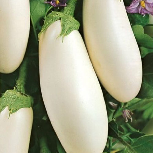 Баклажан Вкус грибов Седек артикул фото 1 Баклажан Вкус грибов Седек изображение 1 артикул 65101