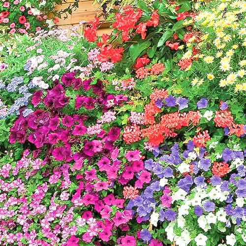 Балконная смесь, смесь окрасок  изображение 1 артикул 65804