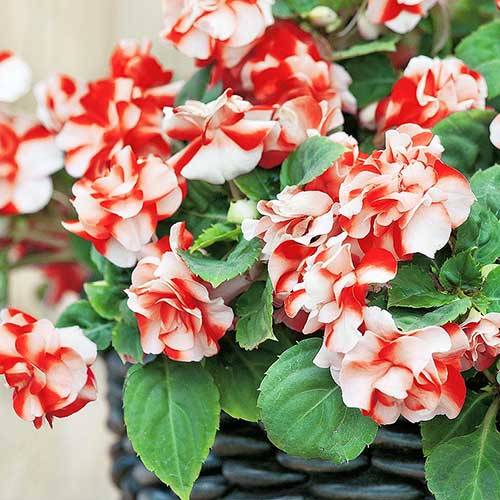 Бальзамин Афина Оранжевая вспышка F1 изображение 1 артикул 78217