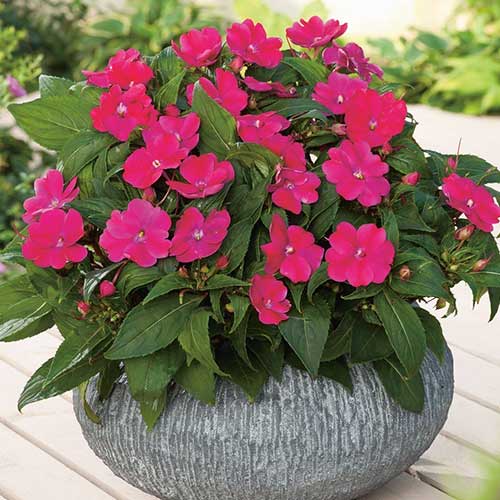 Бальзамин Афина Пурпурный букет F1 изображение 1 артикул 78278