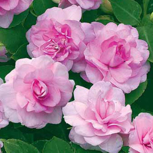 Бальзамин Уоллера F1 Искушение светло-розовое, семена изображение 1 артикул 19.3065Г