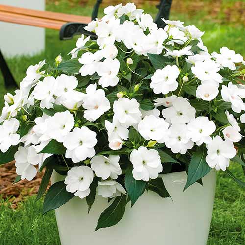 Бальзамин Супер Эльфин Белый шар F1 изображение 1 артикул 78297