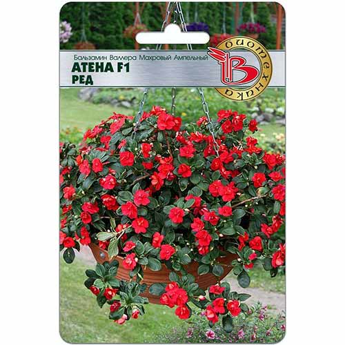 Бальзамин Валлера Атена Ред F1 Биотехника изображение 1 артикул 74071