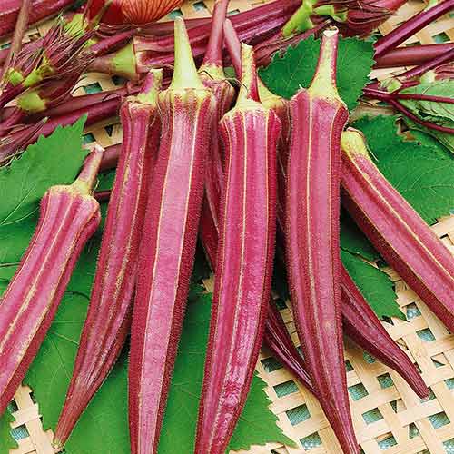 Бамия Карминная пышная F1 изображение 1 артикул 71887