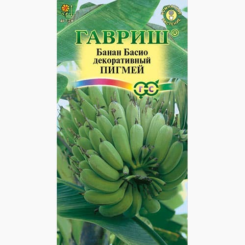 Банан декоративный Басио Пигмей Гавриш изображение 1 артикул 97597