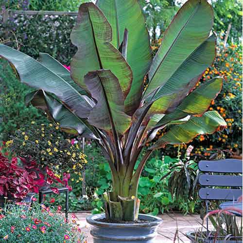 Банан Энсета Маурели изображение 1 артикул 77810