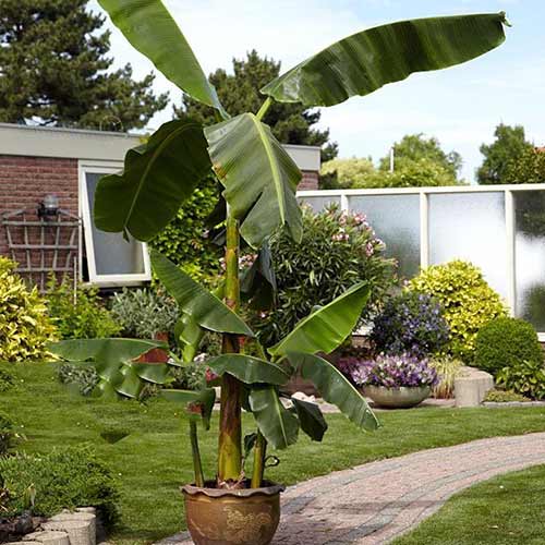 Банан Муса Басио изображение 1 артикул 76634