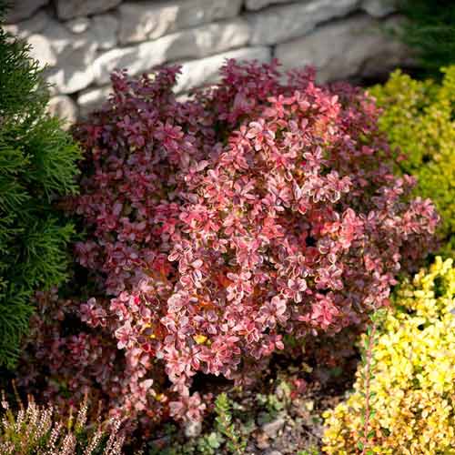 Барбарис тунберга Atropurpurea изображение 1 артикул 5645