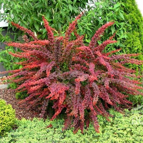 Барбарис тунберга Голден Ринг изображение 1 артикул 9003