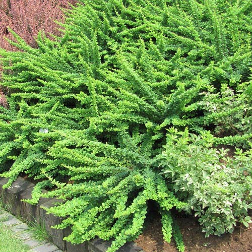 Барбарис Тунберга Грин Карпет изображение 1 артикул 2502