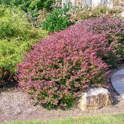 Барбарис тунберга Кармен изображение 1 артикул 9557