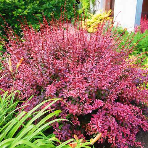 Барбарис Тунберга Пинк Квин изображение 1 артикул 9508