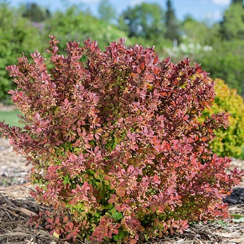 Барбарис тунберга Пинк Перфекшн изображение 1 артикул 9558