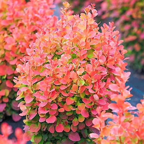 Барбарис тунберга Red Chief изображение 1 артикул 9002