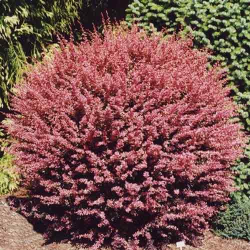 Барбарис Тунберга Ред Карпет изображение 1 артикул 9004