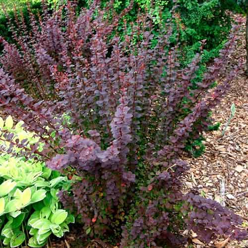 Барбарис тунберга Саммер Чоколэт изображение 1 артикул 4712