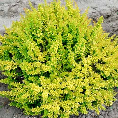 Барбарис тунберга Сенсейшен изображение 1 артикул 4709