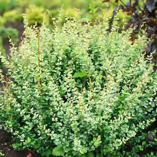 Барбарис Тунберга Сильвер Бьюти изображение 1 артикул 9509