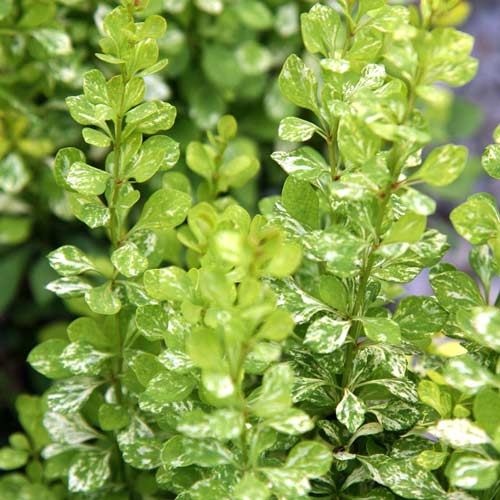 Барбарис Тунберга Сильвер Бьюти изображение 2 артикул 9509