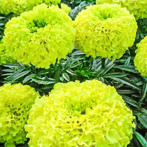 Бархатцы Ацтек Лайм-грин F1 изображение 1 артикул 69923