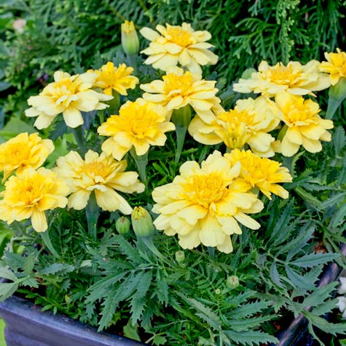 Бархатцы Алюмиа Винилла Крем изображение 1 артикул 81297