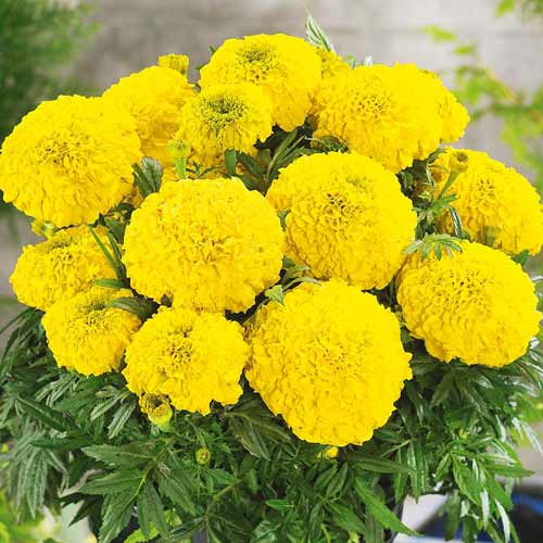 Бархатцы Антигуа Голд F1 изображение 1 артикул 71311