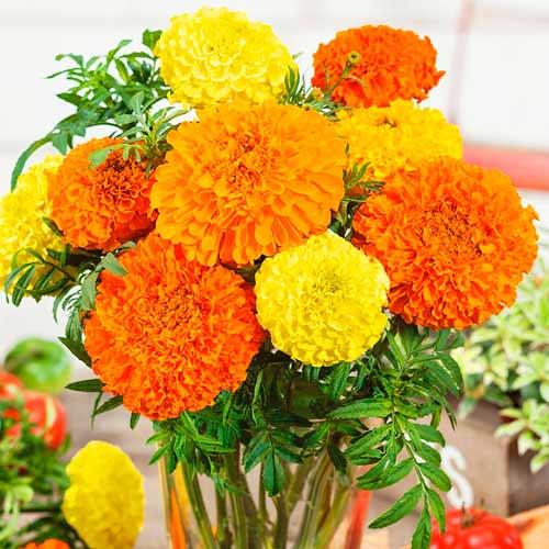 Бархатцы Антигуа микс F1, смесь окрасок изображение 1 артикул 71313