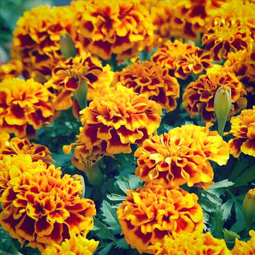Бархатцы Биколор изображение 1 артикул 66158