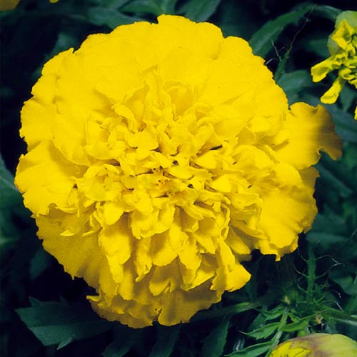 Бархатцы Бой Еллоу изображение 2 артикул 65939