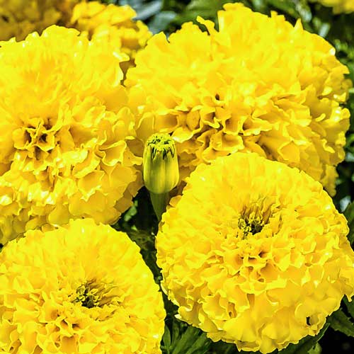 Бархатцы Бурке Лимон изображение 1 артикул 66906