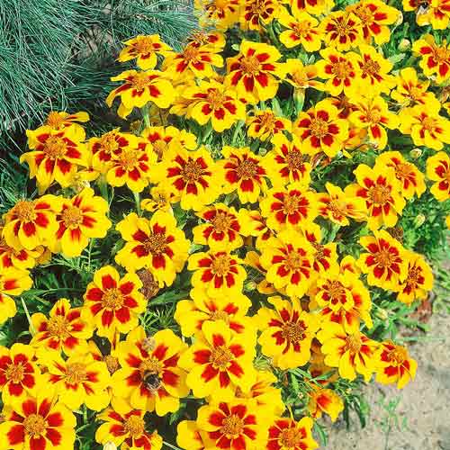 Бархатцы Диско Гранада изображение 1 артикул 71425