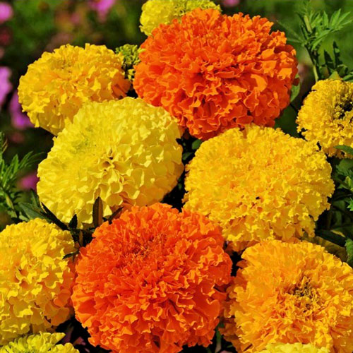 Бархатцы Эльдорадо, смесь окрасок изображение 1 артикул 9808_1