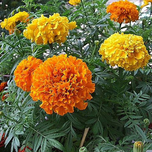 Бархатцы Гигантские башни, смесь окрасок Premium Seeds изображение 1 артикул 83892