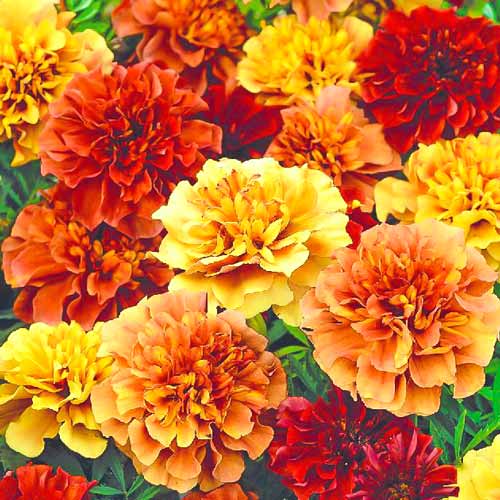 Бархатцы Хамелеон розовый изображение 1 артикул 71131