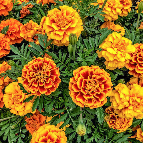 Бархатцы Королева София Premium Seeds изображение 1 артикул 83888