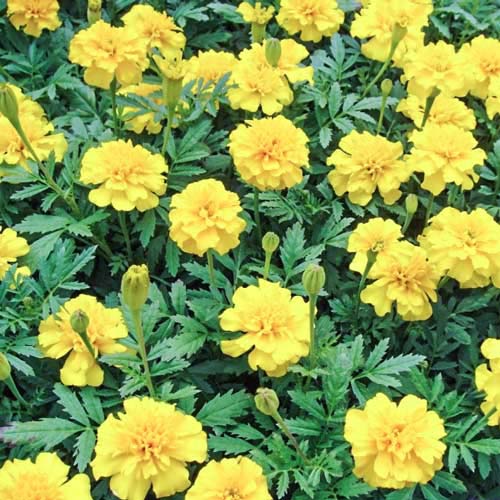 Бархатцы Лимонная капля Русский огород НК изображение 1 артикул 69924