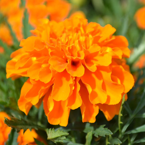 Бархатцы Лисички Premium Seeds изображение 1 артикул 83889