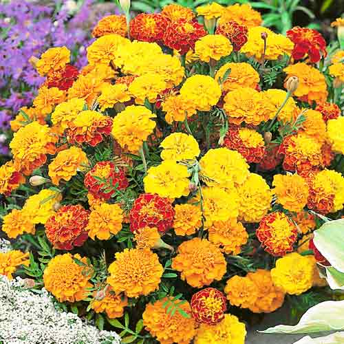 Бархатцы Петит, смесь окрасок изображение 1 артикул 65812