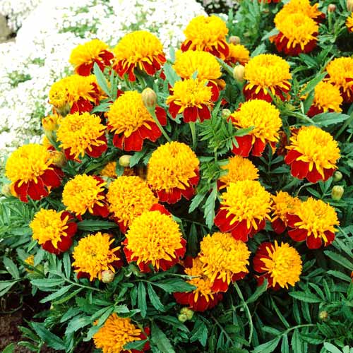 Бархатцы Тигровые глаза изображение 1 артикул 66159