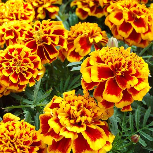 Бархатцы Том тумб, смесь окрасок изображение 1 артикул 69925