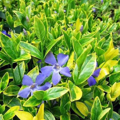 Барвинок Блю энд Голд артикул фото 1 Барвинок Блю энд Голд изображение 1 артикул 01008