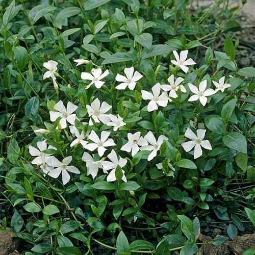 Барвинок Гертруда Джекил артикул фото 1 Барвинок Гертруда Джекил изображение 1 артикул 01009